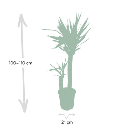 Kamerplant - Yucca Elephantipes - Pot Ø 21cm Hoogte ↕ 100cm