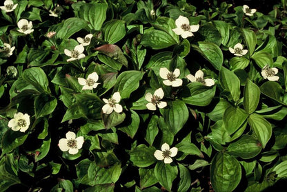 Buitenplant 24x Cornus canadensis - Pot Ø 9cm Hoogte ↕ 10-25cm