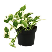 Kamerplant - Scindapsus (Epipremnum) N'joy - Pot Ø 12cm Hoogte ↕ 15cm