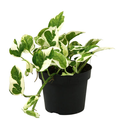 Kamerplant - Scindapsus (Epipremnum) N'joy - Pot Ø 12cm Hoogte ↕ 15cm