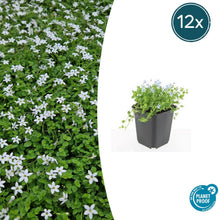 Buitenplant 12x Isotoma fluviatilis 'Alba' - Bloeiend - Pot Ø 9cm Hoogte ↕ 10-25cm