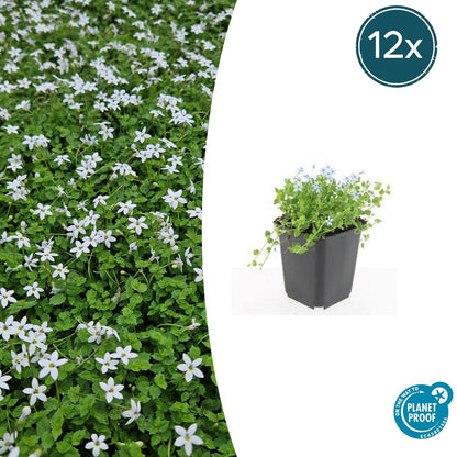 Buitenplant 12x Isotoma fluviatilis 'Alba' - Bloeiend - Pot Ø 9cm Hoogte ↕ 10-25cm