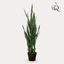 Kunstplant - Sanseveria Black Coral - Vrouwentong - Hoogte ↕ 97cm