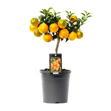 Kamerplant - Citrus Mandarin - Pot Ø 16cm Hoogte ↕ 45cm