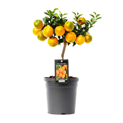Kamerplant - Citrus Mandarin - Pot Ø 16cm Hoogte ↕ 45cm