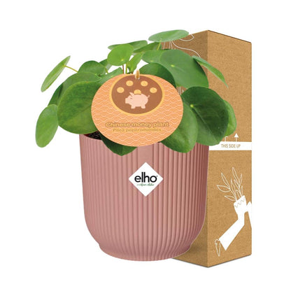 Kamerplant - Pilea Peperomioides - Pot Ø 14cm Hoogte ↕ 12cm