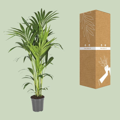 XL kamerplant - Howea Forsteriana - Pot Ø 21cm Hoogte ↕ 130cm