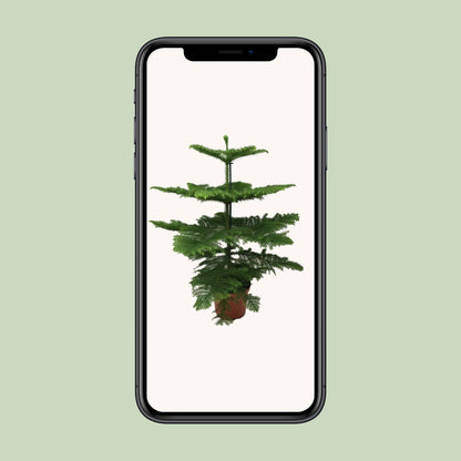Kamerplant - Araucaria Heterophylla - Pot Ø 21cm Hoogte ↕ 70cm