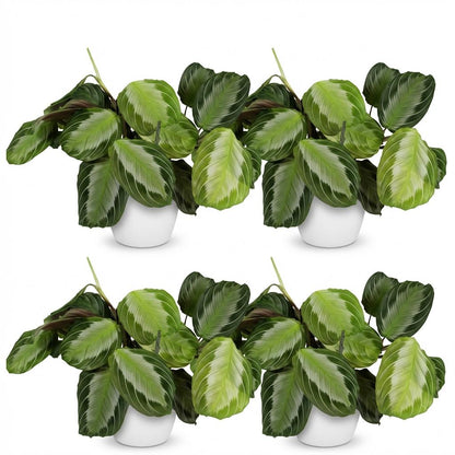 Kamerplant 4x Maranta Fascinator Silverband - Gebedsplant - Pot Ø 12cm Hoogte ↕ 25cm