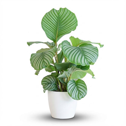 Kamerplant - Calathea Orbifolia met sierpot wit - Pot Ø 21cm Hoogte ↕ 65cm