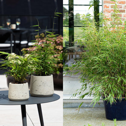 Buitenplant 4x Fargesia 'Rainbow' Mix - Bamboe Bladhoudend Niet-Woekerend - Pot Ø 14cm Hoogte ↕ 35cm