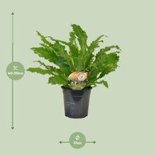 Kamerplant - Asplenium Campio - Pot Ø 17cm Hoogte ↕ 50cm