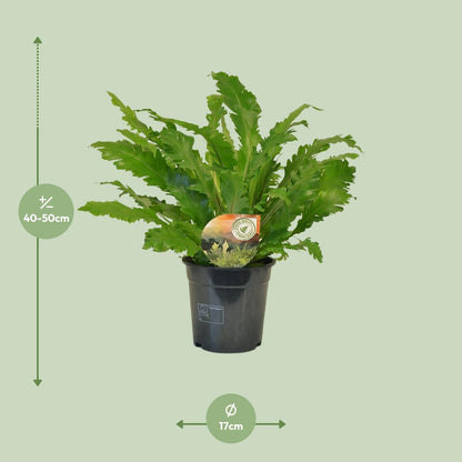 Kamerplant - Asplenium Campio - Pot Ø 17cm Hoogte ↕ 50cm