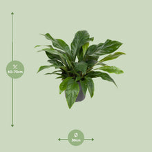 Kamerplant - Anthurium Jungle Bush - Pot Ø 30cm Hoogte ↕ 70cm