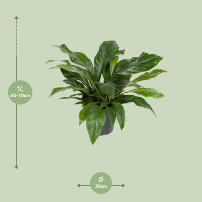 Kamerplant - Anthurium Jungle Bush - Pot Ø 30cm Hoogte ↕ 70cm