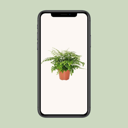 Kamerplant - Asplenium Parvati - Pot Ø 17cm Hoogte ↕ 30cm