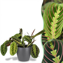 Kamerplant - Maranta Fascinator Tricolour - Gebedsplant - Pot Ø 12cm Hoogte ↕ 25cm