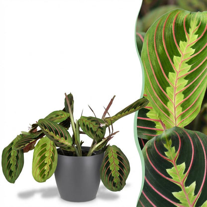 Kamerplant - Maranta Fascinator Tricolour - Gebedsplant - Pot Ø 12cm Hoogte ↕ 25cm