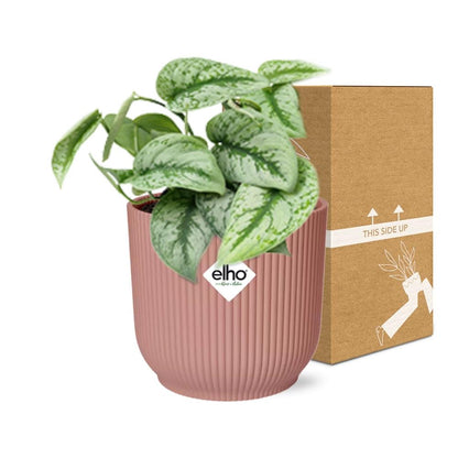 Kamerplant - Scindapsus Pictus 'Trebie' - Pot Ø 14cm
