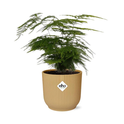 Kamerplant - Asparagus Setaceus 'Plumosus' - Pot Ø 14cm