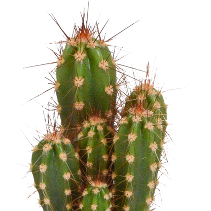 Kamerplant 15x Cactus en vetplanten mix - in witte pot - Pot Ø 5,5cm
