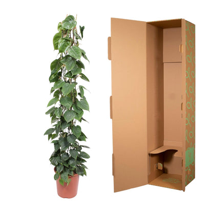 Kamerplant - Philodendron Scandens op gaasrek - Pot Ø 27cm Hoogte ↕ 160cm