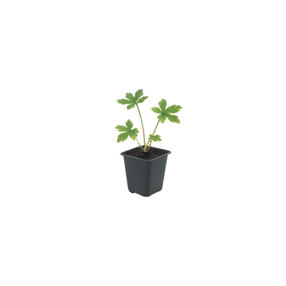 Buitenplant 24x Astrantia major - Bloeiend - Pot Ø 9cm Hoogte ↕ 10-25cm