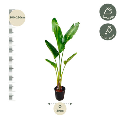 XL Kamerplant - Strelitzia Augusta - Pot Ø 30cm Hoogte ↕ 210cm