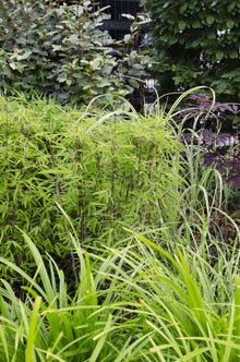 Buitenplant 3x Carex morrowii 'Irish Green' - Winterhard - Pot Ø 14cm Hoogte ↕ 30cm