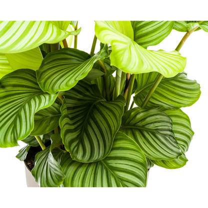 Kamerplant - Calathea Orbifolia - Pot Ø 27cm Hoogte ↕ 70-90cm