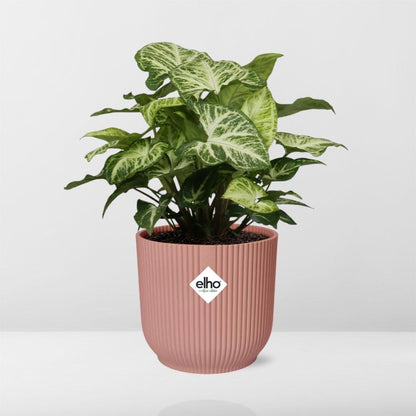 Kamerplant - Syngonium Arrow - Pot Ø 14cm