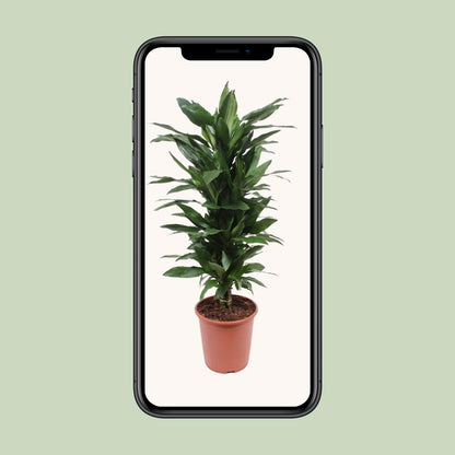 XL kamerplant - Dracaena Janet Lind - Pot Ø 27cm Hoogte ↕ 110cm