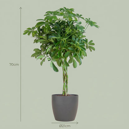 Kamerplant - Schefflera Arboricola 'Nora' - Pot Ø 21cm Hoogte ↕ 70cm