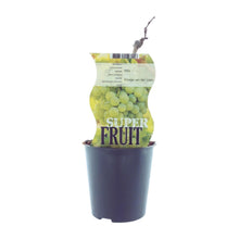 Buitenplant - Vitis 'Vroege van der Laan' (Witte druif) - Pot Ø 12cm Hoogte ↕ 30cm