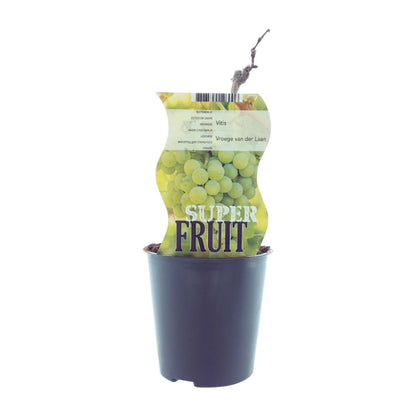 Buitenplant - Vitis 'Vroege van der Laan' (Witte druif) - Pot Ø 12cm Hoogte ↕ 30cm