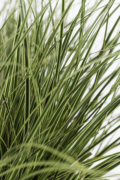 Buitenplant 3x Carex brunnea 'Variegata' - Pot Ø 14cm Hoogte ↕ 30cm