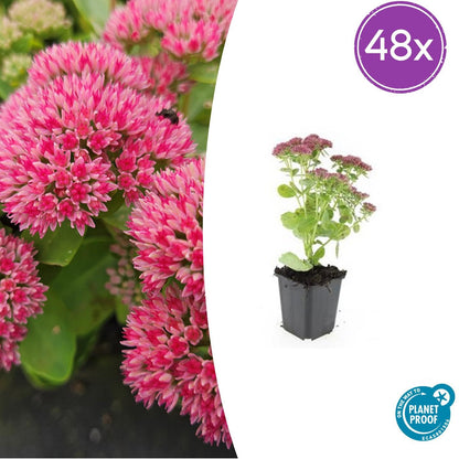 Buitenplant 48x Sedum 'Herbstfreude' - Vaste Plant Droogtebestendig - Pot Ø 9cm Hoogte ↕ 10-25cm