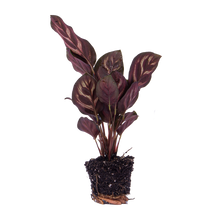 Kamerplant - Calathea Makoyana - Pot Ø 6cm