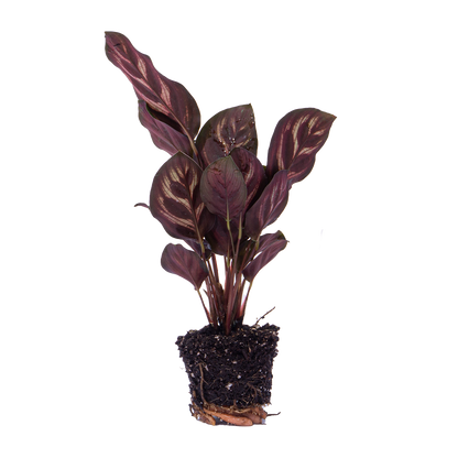 Kamerplant - Calathea Makoyana - Pot Ø 6cm