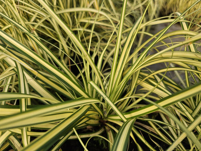 Buitenplant 24x Carex oshim. 'Evergold' - Pot Ø 9cm Hoogte ↕ 10-25cm