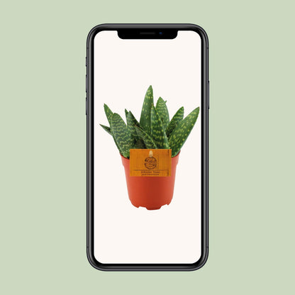 Kamerplant - Aloe Paradisicum - Pot Ø 10,5cm Hoogte ↕ 15cm