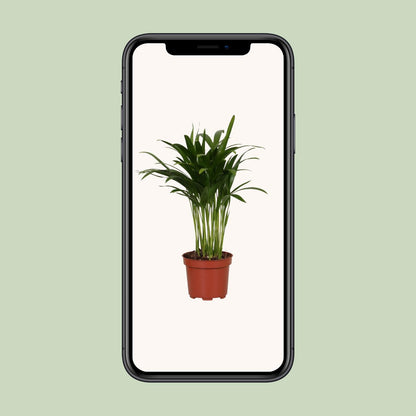 Kamerplant - Areca Catechu - Pot Ø 12cm Hoogte ↕ 35cm