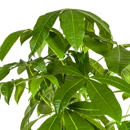 XL kamerplant - Pachira Aquatica - Pot Ø 30cm Hoogte ↕ 160-180cm
