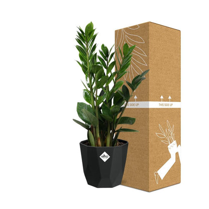 Kamerplant - Zamioculcas - Pot Ø 14cm Hoogte ↕ 45-50cm