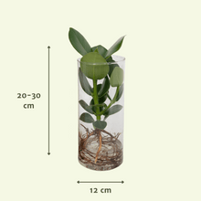 Kamerplant - Clusia in Cylinder Glas - Pot Ø 12cm Hoogte ↕ 30cm