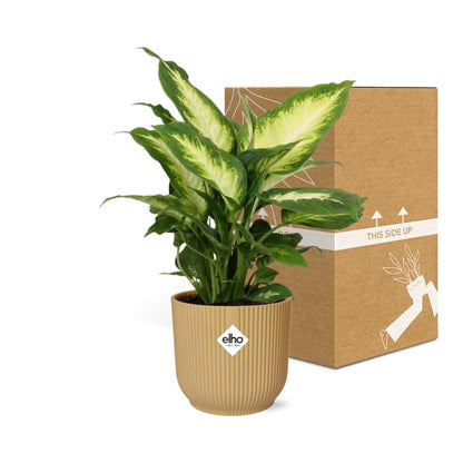 Kamerplant - Dieffenbachia 'Camilla' - Pot Ø 14cm