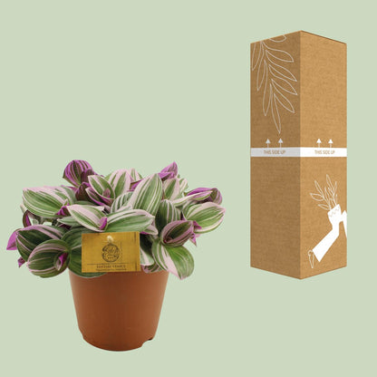 Kamerplant - Tradescantia Nanouk - Hangplant - Pot Ø 15cm Hoogte ↕ 25cm