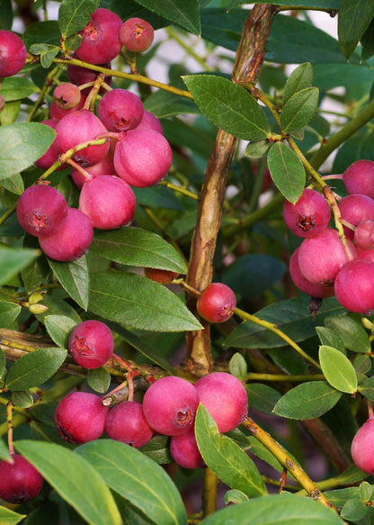 Buitenplant 6x Vaccinium corymbosum - Bloeiend - Pot Ø 13cm Hoogte ↕ 45cm