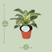 Kamerplant - Philodendron Birkin - Pot Ø 14cm Hoogte ↕ 25cm