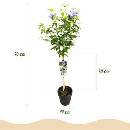 Buitenplant - Hibiscus syriacus 'Blue Chiffon®' - Plant op stam - Pot Ø 19cm Hoogte ↕ 90cm